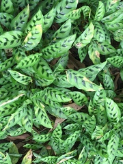 Calathea Concinna 'Freddie'