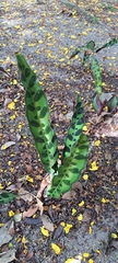 Calathea Lancifolia (Rattlesnake Plant)