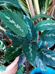 Calathea Louisae 'Freddie'