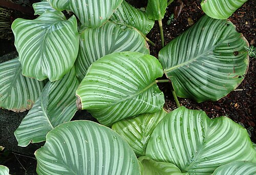 Calathea Orbifolia