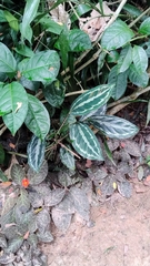 Calathea Picturata 'Vandenheckei'