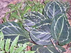 Calathea Roseopicta 'Dottie'