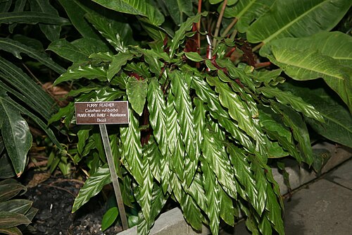 Calathea Rufibarba