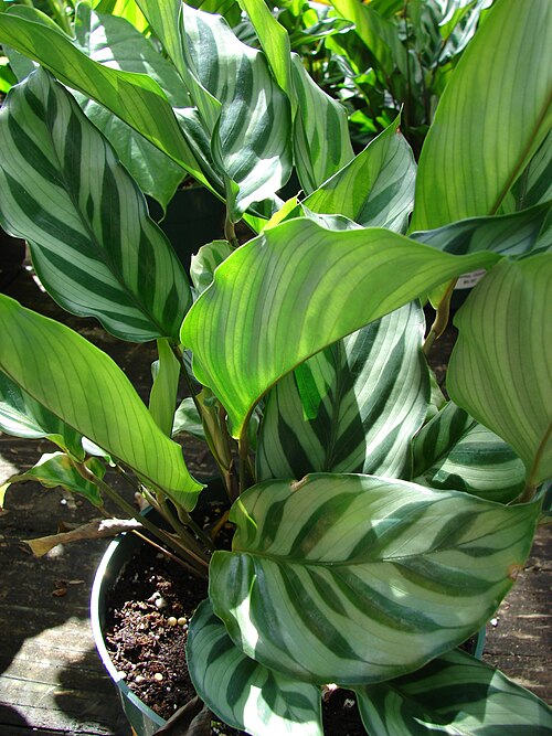 Calathea Leopardina