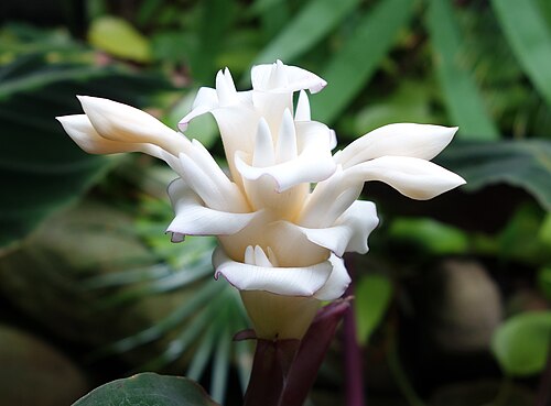 Calathea Warscewiczii