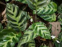 Calathea White Fusion