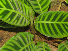 Calathea Zebrina
