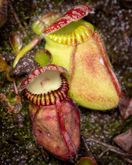 Cephalotus Follicularis