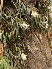 Coelogyne Cristata
