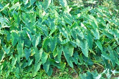 Colocasia Pink China