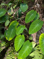 Colocasia Fallax Silver Dollar