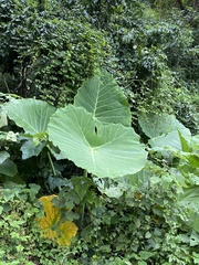 Colocasia Gigantea