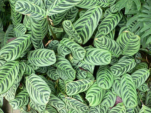 Ctenanthe Burle-Marxii 'Amagris'