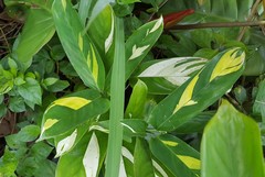 Ctenanthe Lubbersiana