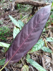 Ctenanthe Oppenheimiana