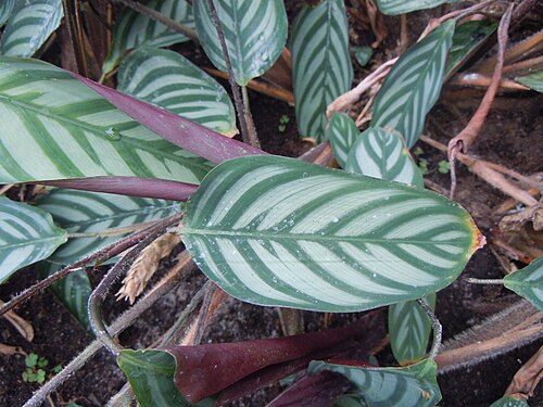 Ctenanthe Setosa 'Grey Star'