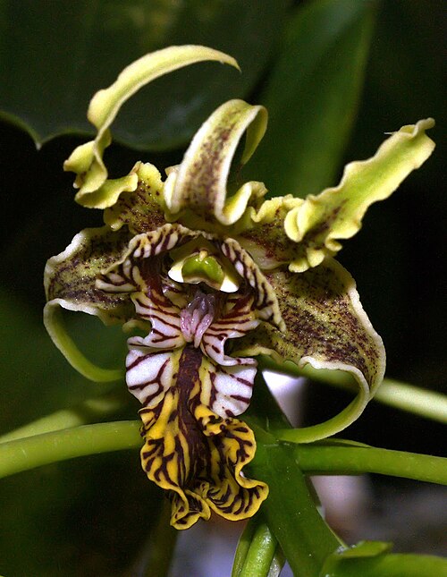 Dendrobium Spectabile