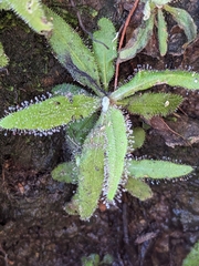 Drosera d'Adèle