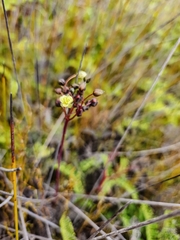 Drosera Bifide