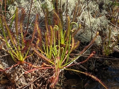 Drosera du Cap