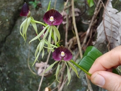 Encyclia Cochleata