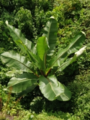 Ensete Maurelii (Bananier d'Éthiopie Rouge)