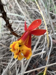 Epidendrum Ibaguense