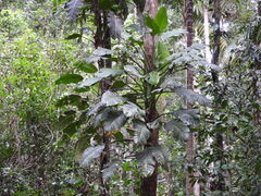 Epipremnum Amplissimum Silver