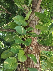 Epipremnum Aureum Neon