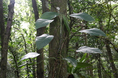 Epipremnum Pinnatum Cebu Blue
