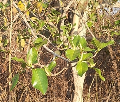 Ficus Altissima 'Yellow Gem'