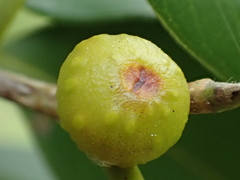 Ficus Benjamina 'Starlight'
