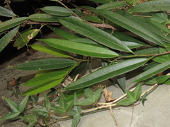 Ficus Binnendijkii 'Alii'