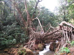 Ficus Elastica 'Tineke'