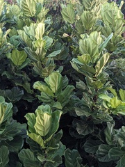 Ficus Lyrata