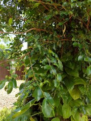 Ficus Microcarpa 'Ginseng'