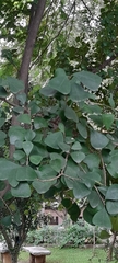Ficus Triangularis 'Variegata'