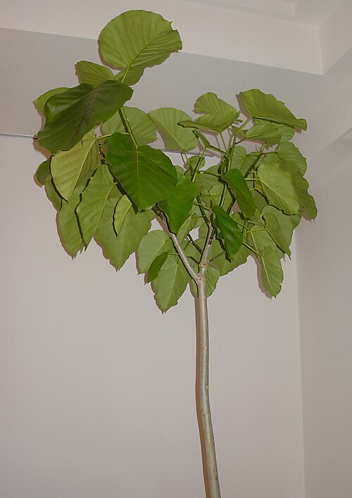 Ficus Umbellata
