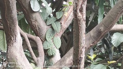 Ficus Villosa
