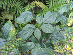 Gonatopus Boivinii