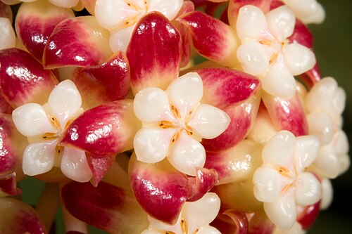 Hoya Callistophylla
