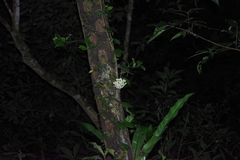 Hoya Carnosa