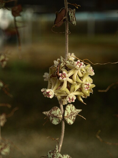 Hoya Curtisii