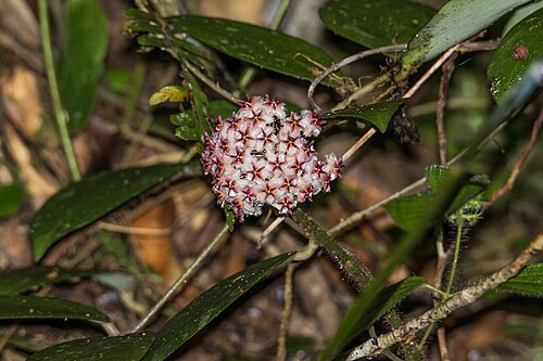 Hoya Erythrostemma