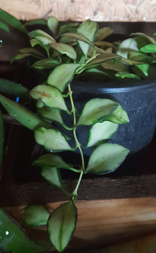 Hoya Heuschkeliana