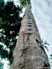 Hoya Imbricata
