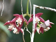 Hoya Imperialis