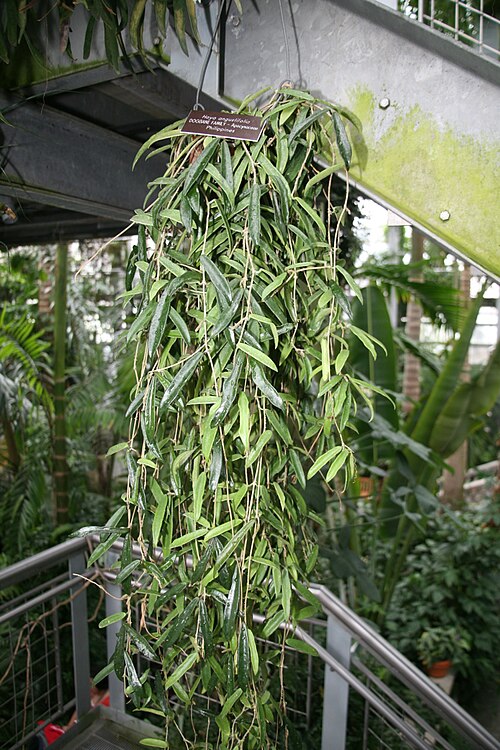 Hoya Kentiana