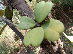 Hoya Kerrii Variegata