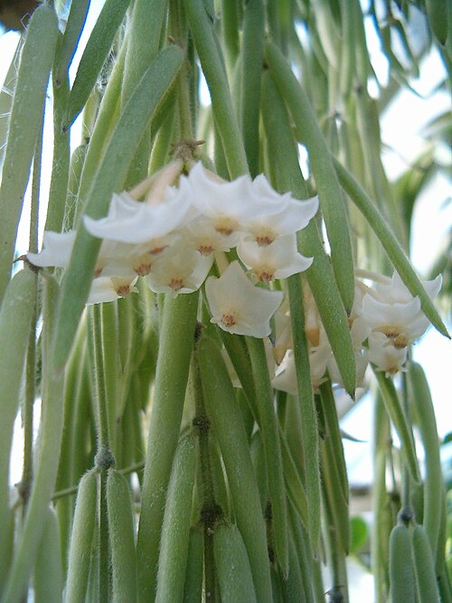 Hoya Linearis